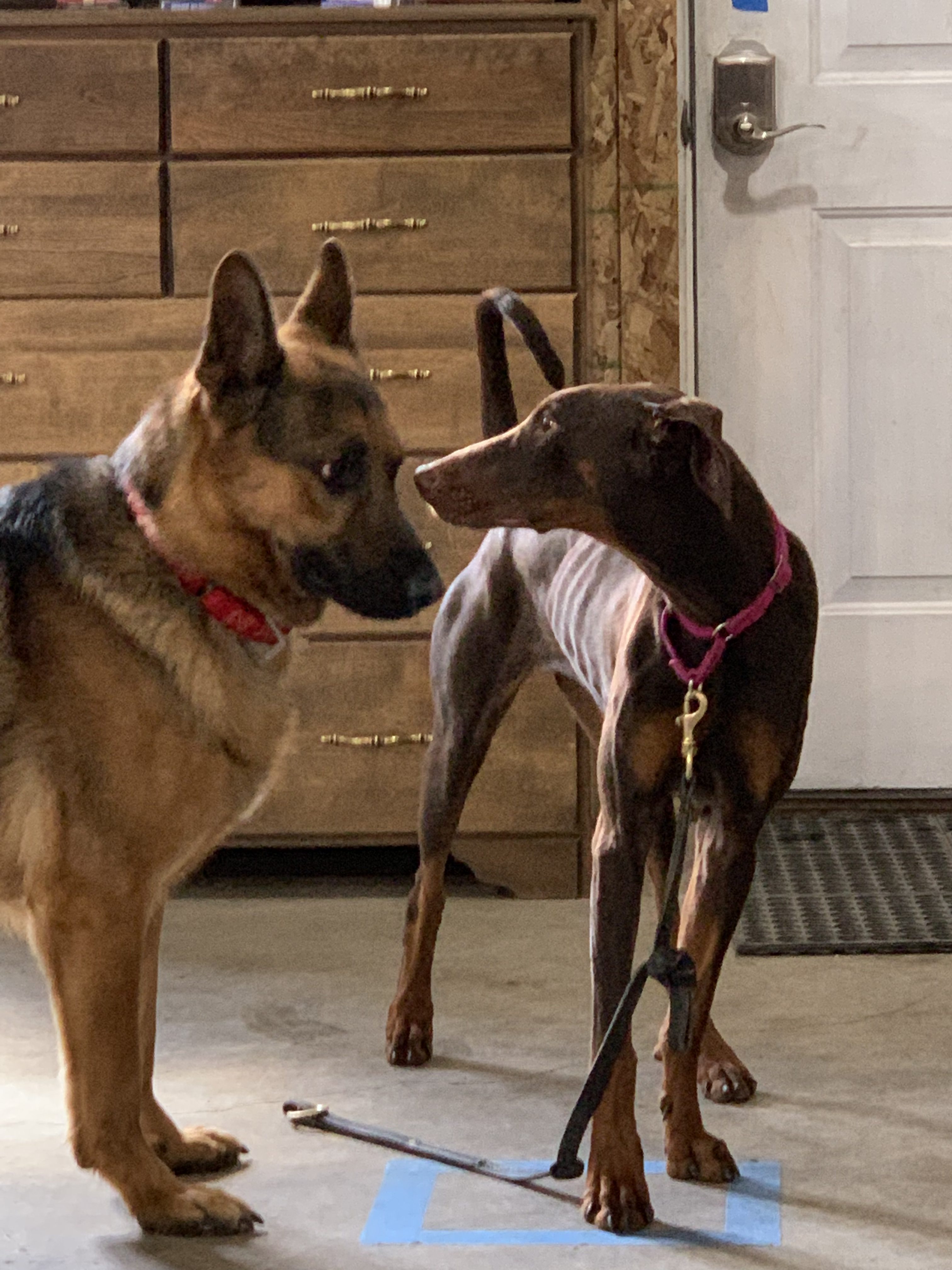 Anxiety & Aggression Dogs Can Be Helped SHILOH K9 OBEDIENCE TRAINING