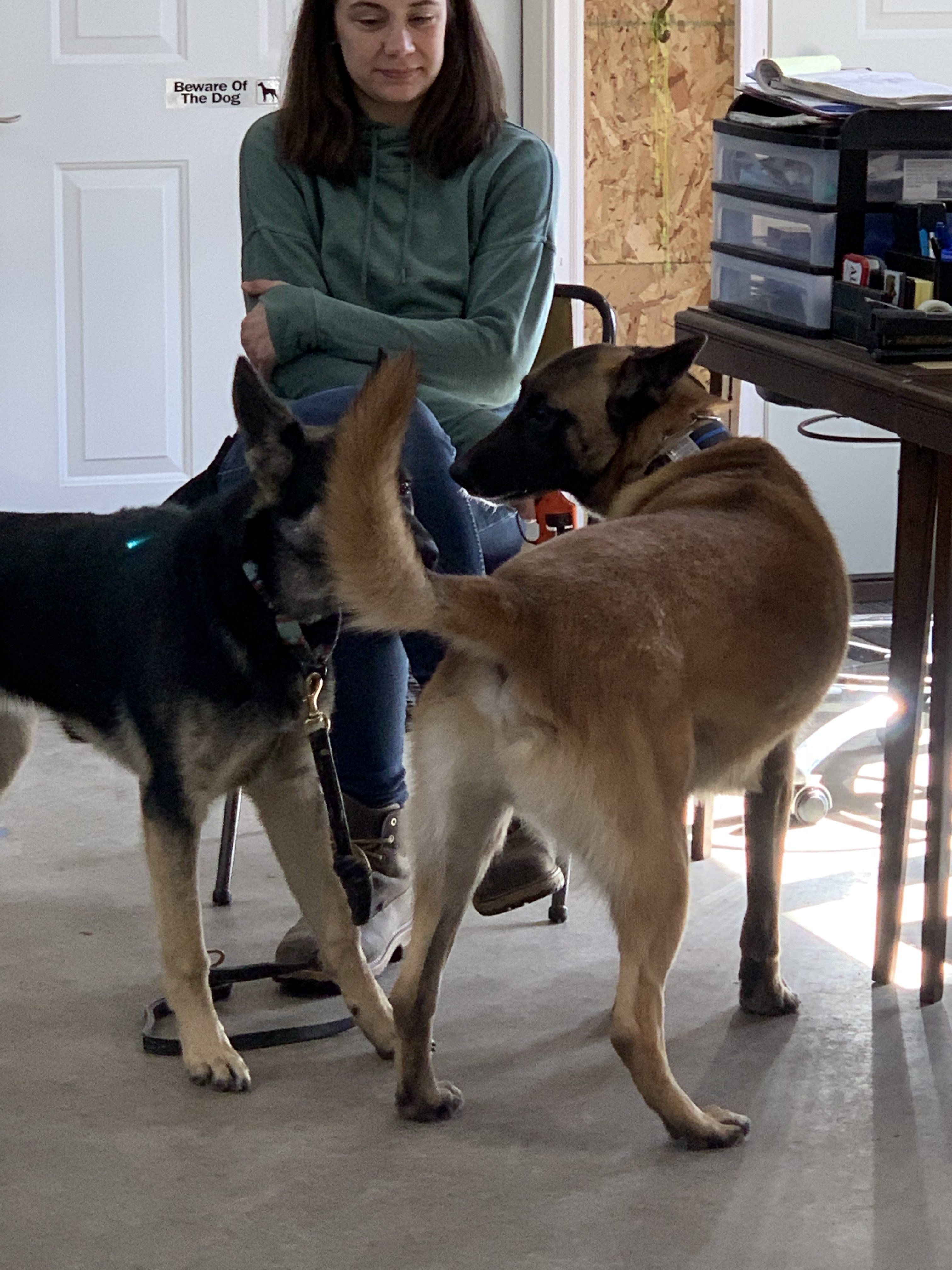 Anxiety & Aggression Dogs Can Be Helped SHILOH K9 OBEDIENCE TRAINING