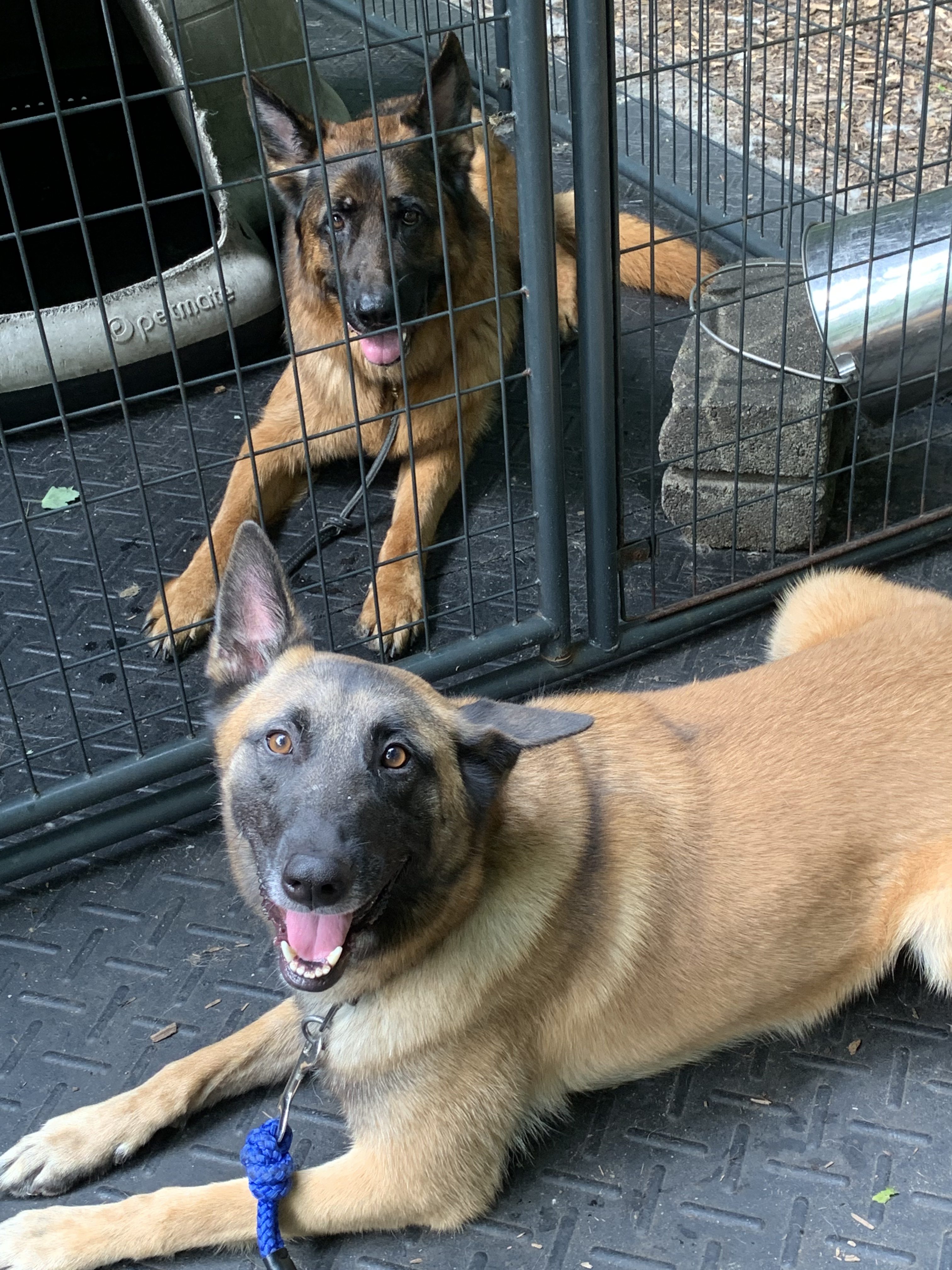 Anxiety & Aggression Dogs Can Be Helped SHILOH K9 OBEDIENCE TRAINING