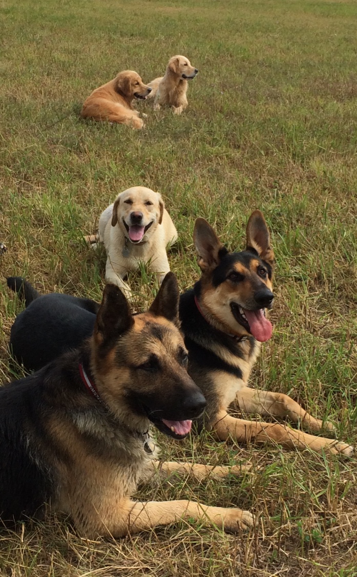 SHILOH K9 OBEDIENCE Training & Boarding Program SHILOH K9 OBEDIENCE