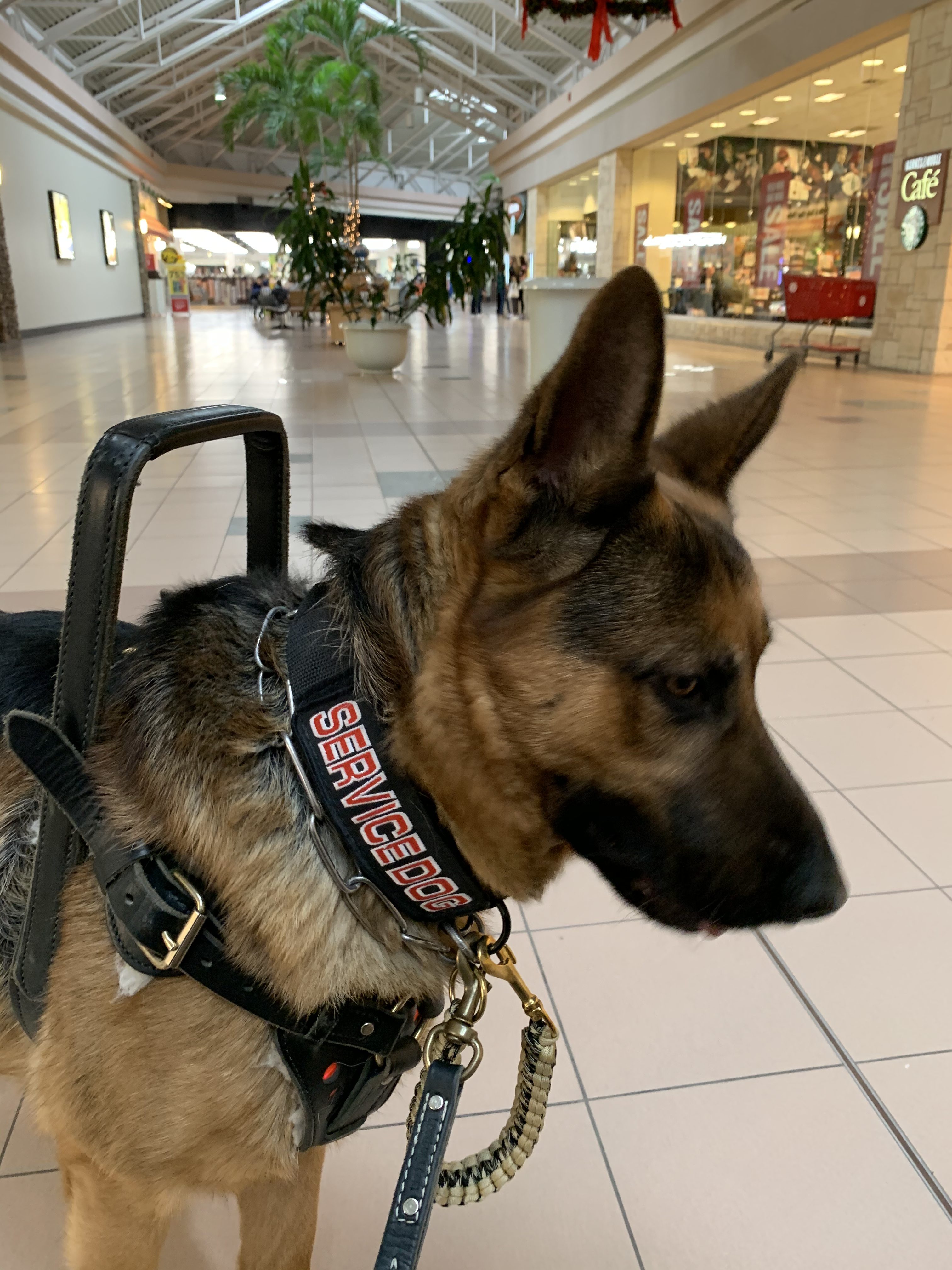 My Tribute To Trooper SHILOH K9 OBEDIENCE TRAINING & BOARDING CENTER, LLC