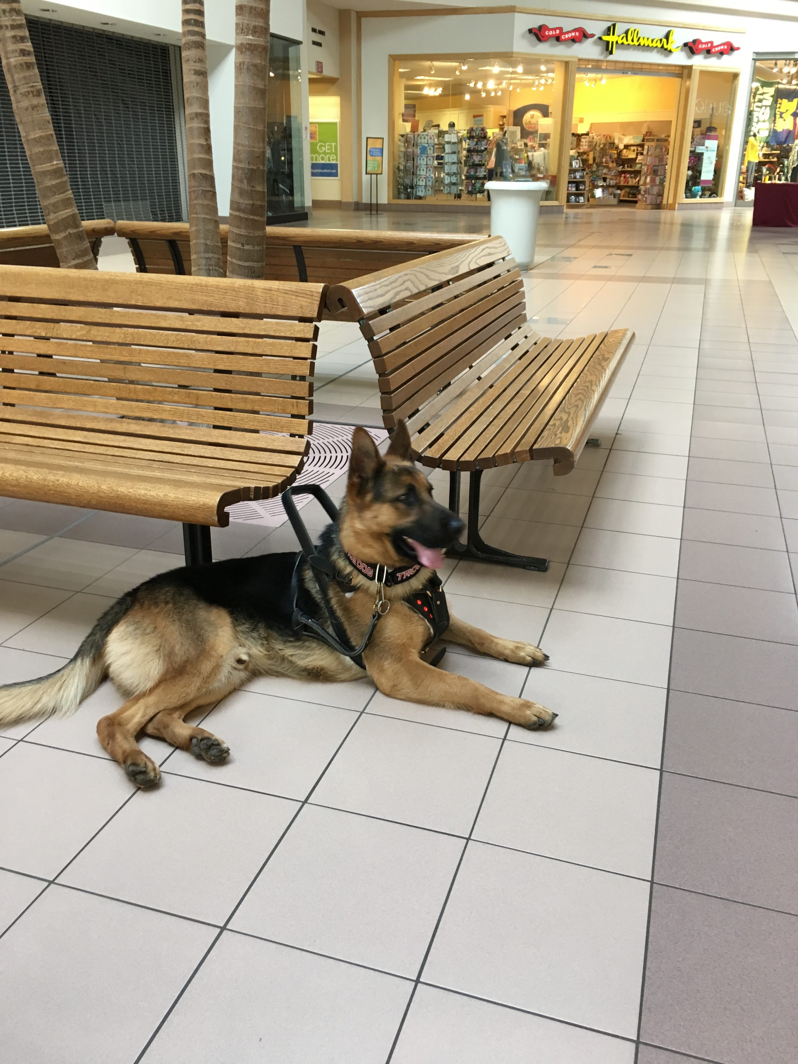 My Tribute To Trooper SHILOH K9 OBEDIENCE TRAINING & BOARDING CENTER, LLC